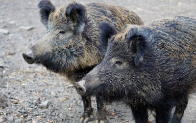ASP Ausbruch in Hessen in der Nähe der Bayerischen Grenze