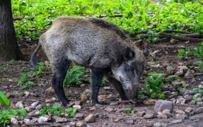 Schwarzwild Aufwandsentschädigung