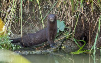 Aufnahme des Minks in das Jagdrecht